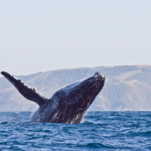 whalewatching whalewatching